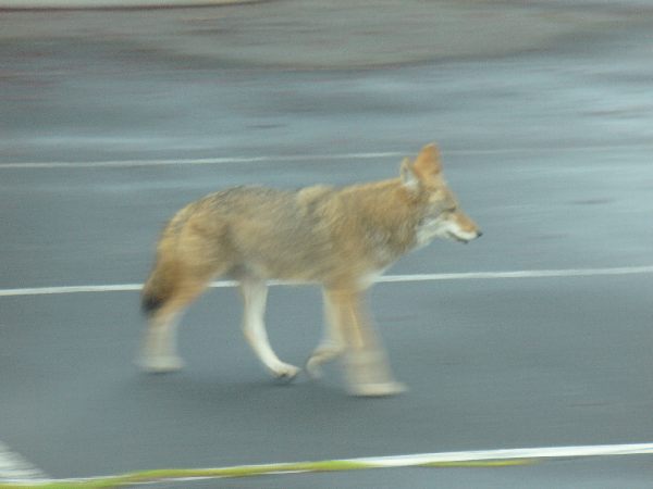 Coyote Trotting by Arcturus