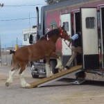 Loading a Clydesdale in the Trailer