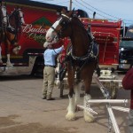 Wheel Horse Hitched, Seven to Go