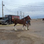 Clydesdale and Handler, Stepping Proud