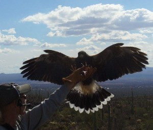 Harris Hawk in Free Fly Demonstration