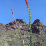 Ocatillo Cactus in Madera Canyon