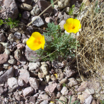Poppys blooming in Madera Canyon