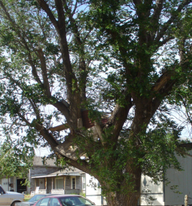 Tree House