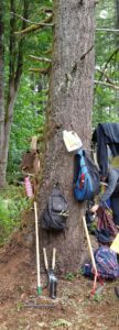 Giant Tree Takes on the Duties of a Coat Hanger