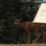 Mule Deer Doe - Shy