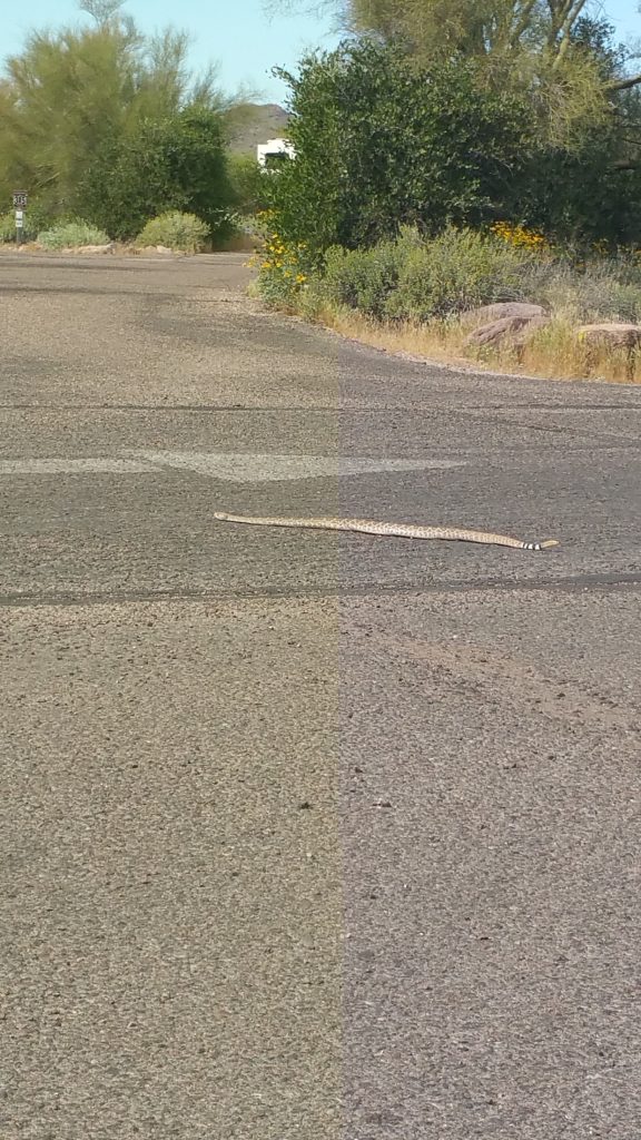 Diamondback Rattle Snake.