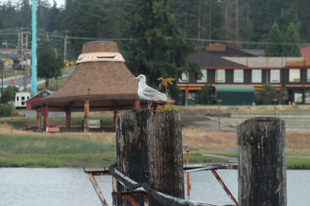 Swinomish Channel